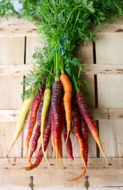 Carrot - Heritage Rainbow Blend -seedsnow Sales Store carrots 2608611 1280