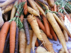 Carrot - Heritage Rainbow Blend -seedsnow Sales Store carrots 338185 1280