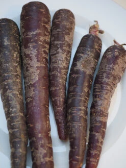 Carrot - Cosmic Purple, 7" Long -seedsnow Sales Store carrots 779619 1280