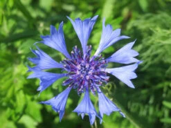 Wildflowers - Blues Brothers Seed Mix -seedsnow Sales Store centaurea cyanus 855443 1280