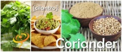 Cilantro/Coriander, Slow-Bolt (splits) -seedsnow Sales Store cilantro