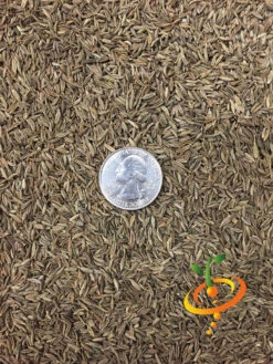 Cumin, Classic -seedsnow Sales Store cumin seeds 2