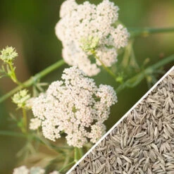 Cumin, Classic -seedsnow Sales Store cumin seeds non gmo