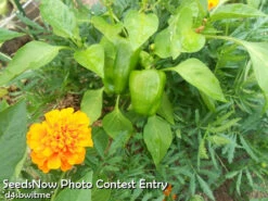 Marigold - Crackerjack Mix -seedsnow Sales Store d4sbwitme