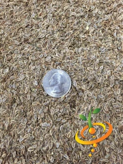 Dill - Bouquet -seedsnow Sales Store dill 3