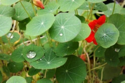 Nasturtium - Dwarf Jewel Mix -seedsnow Sales Store drop of water 480372 1280