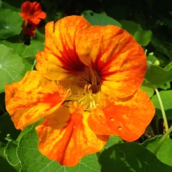 Nasturtium - Dwarf Jewel Mix