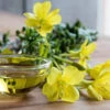 Flowers - Evening Primrose (King’s Cure-All) -seedsnow Sales Store eveningprimrose