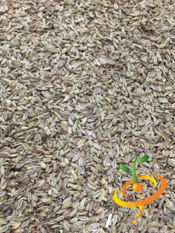 Fennel -seedsnow Sales Store fennel 2