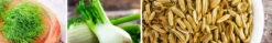 Fennel -seedsnow Sales Store fennelherbseedsbanner