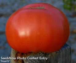 Tomato - Floradade (Determinate) 16 Tomato - Floradade (Determinate) -seedsnow Sales Store fmei75 copy