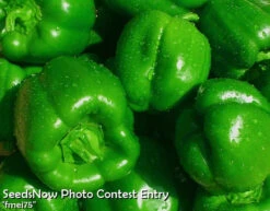 Pepper (Sweet) - Yolo Wonder -seedsnow Sales Store fmei75 copy 2