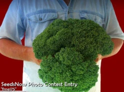 Broccoli - Calabrese 21 Broccoli - Calabrese -seedsnow Sales Store fmei75 copy 3 600x 23cc49f0 1b43 4b5e a481 83660d1884fd