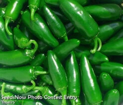 Pepper (Hot) - Jalapeño, Green 🔥🔥 -seedsnow Sales Store fmei75 copy 5 600x 0bd144e7 6cce 4977 86e7 3589c61ecc57