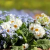 Wildflowers - Fragrant Flower Scatter Garden Seed Mix -seedsnow Sales Store fragrant