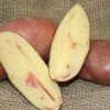 Potato, Fingerling (Late-Season) - French Classic 2 Potato, Fingerling (Late-Season) - French Classic -seedsnow Sales Store french fingerling potato seeds