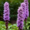 Flowers - Blazing Star (Gayfeather) -seedsnow Sales Store gayfeatherflowerseeds