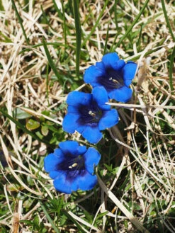 Wildflowers - Blues Brothers Seed Mix -seedsnow Sales Store gentian 505887 1280
