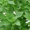 Basil, Greek -seedsnow Sales Store greek basil seeds