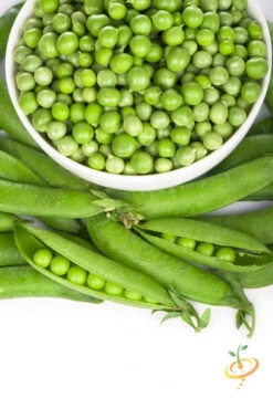 Pea - Green Arrow -seedsnow Sales Store greenarrowpeas