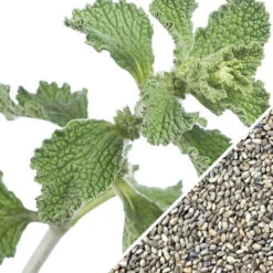 Horehound -seedsnow Sales Store horehound