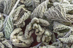 Horehound -seedsnow Sales Store horehound seeds