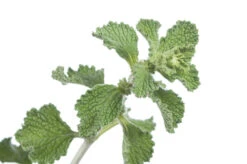 Horehound -seedsnow Sales Store horehound seeds 4