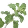 Horehound -seedsnow Sales Store horehound seeds 4 1000x efaef840 914f 4c9f 94a6 b6f80028f4ad