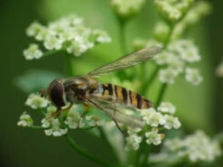 All-in-One SAVE THE BEES! Garden Variety Pack 29 All-in-One SAVE THE BEES! Garden Variety Pack -seedsnow Sales Store hoverfly 1042493 960 720