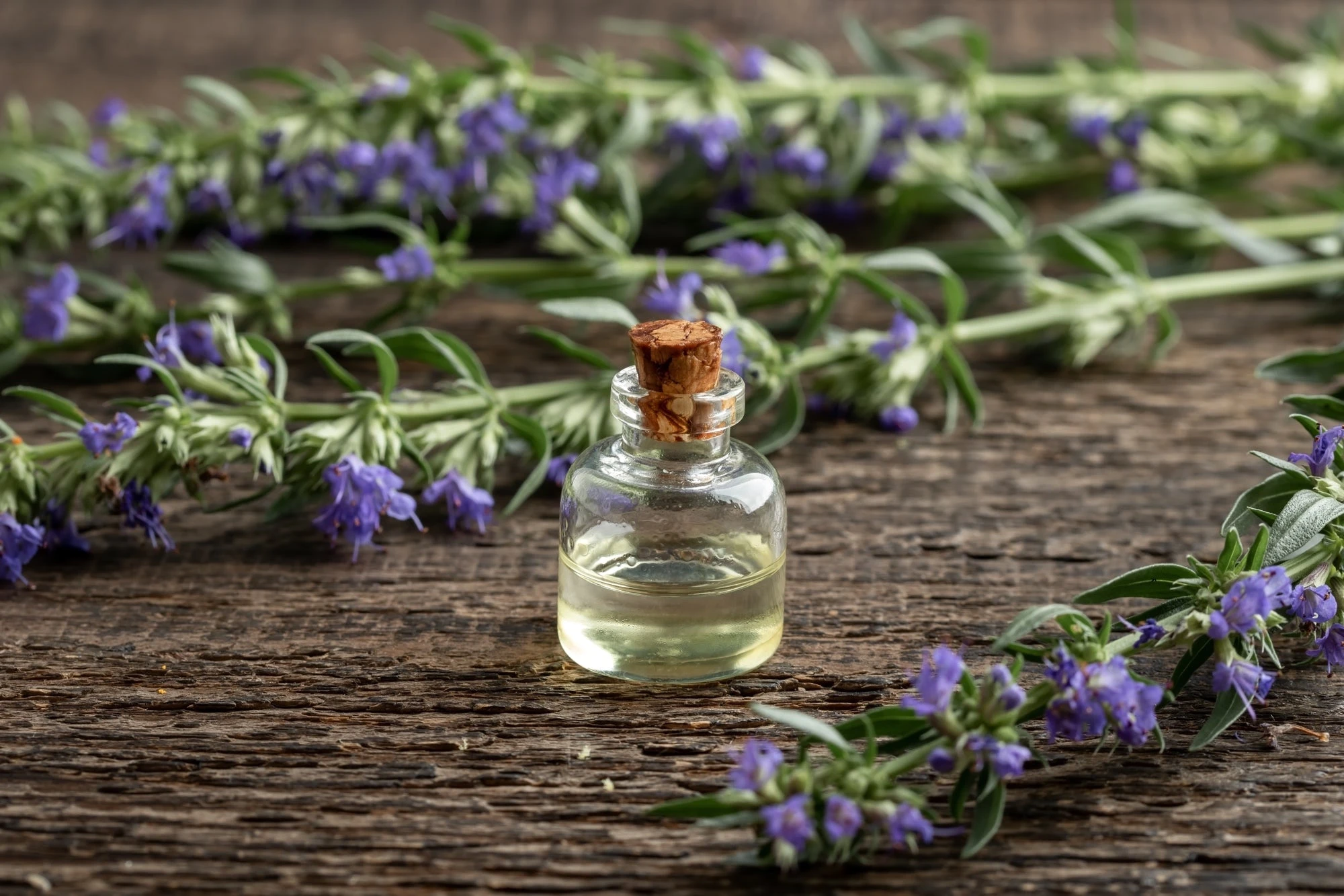 Hyssop 4 Hyssop - Image 2