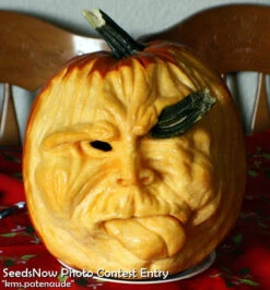 Pumpkin - Jack O' Lantern -seedsnow Sales Store kms.patenaude