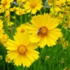 Flowers - Coreopsis, Lanceleaf -seedsnow Sales Store lance leavedcoreopsisseeds