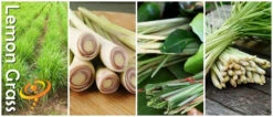 Lemon Grass -seedsnow Sales Store lemongrass