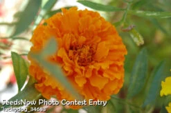 Marigold - Crackerjack Mix -seedsnow Sales Store luckydog 34683