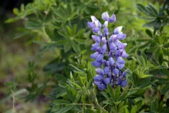 Wildflowers - Blues Brothers Seed Mix -seedsnow Sales Store lupine 1594703 1280