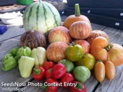 Pepper (Hot) - Cherry, Red 🔥🔥 -seedsnow Sales Store mistyrider67 Gmail.com