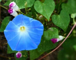 Wildflowers - Blues Brothers Seed Mix -seedsnow Sales Store morning glory 58397 1280