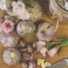 Garlic - (Hard Neck) Porcelain Musik (Organic) -seedsnow Sales Store musikgarlic