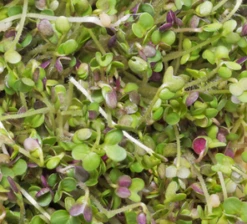 All-in-One Sprouts/Microgreens Seed Bank W/Sprouting Jar -seedsnow Sales Store mustard sprouts
