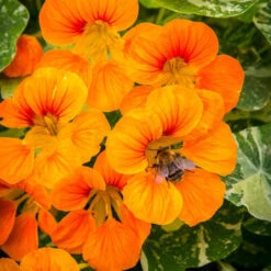 Nasturtium - Glorious Gleam
