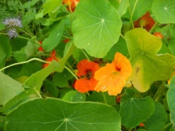 Nasturtium - Glorious Gleam -seedsnow Sales Store nasturtium 443434 1280