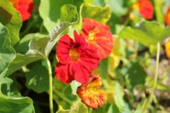 Nasturtium - Glorious Gleam -seedsnow Sales Store nasturtium 671464 1280