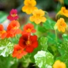 Nasturtium - Alaska Mix -seedsnow Sales Store nasturtium mix alaska