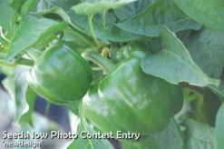 Pepper (Sweet) - Yolo Wonder -seedsnow Sales Store newdesign copy