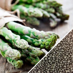 Asparagus - Mary Washington (Seeds) -seedsnow Sales Store non gmo Asparagus Mary Washington seeds