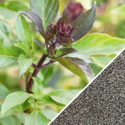 Basil, Licorice -seedsnow Sales Store non gmo Basil Licorice seeds