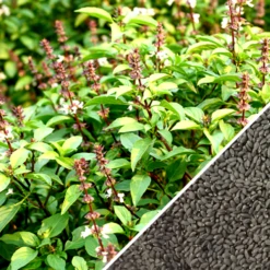 Basil, Thai -seedsnow Sales Store non gmo Basil Thai seeds