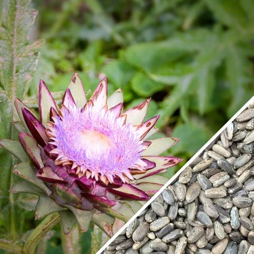 Cardoon (Purple Artichoke Thistle) 11 Cardoon (Purple Artichoke Thistle) - Image 9