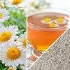 Chamomile, German 1 Chamomile, German -seedsnow Sales Store non gmo Chamomile seeds