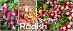 Radish - Sparkler -seedsnow Sales Store page 092986b5 c4c0 4fbe 8262 4407e3a9bb90